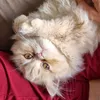 bolinha_the_cat