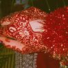 amiraleee243