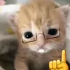 perritosavio