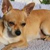 ringo_el_chihuahua