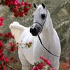 taysearahmed3