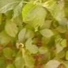 dalamoni2