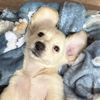 leo.daweenci