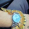 horoherpetology