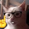 gatito_filosofo