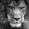 desert.lion72