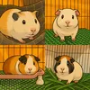 boucuti