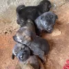 dognew7