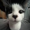 creepy_c.at