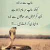 mianwalikishehzadi7