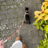 sophies.pets