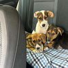 saveanimals20250