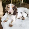 dachshund_hota