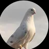kotretar08