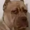 goranporan