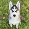 koko.le.pomsky