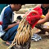 bayufarm27