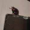 hattswasnothere