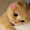 user5824119433112