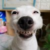 dogs__tiktok