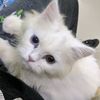 meenu.kitten