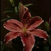 rym.lilies1