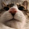 kittycatty415