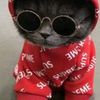 un_gato_con_gafas