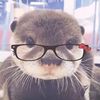 ottersrcuteee