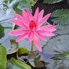 nguyn.linh8862