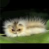 niiika_294183