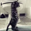 victoriria_