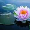 lotus_flower.111