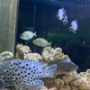 haiann_2930