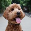 Rooster The Doodster