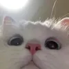 gabi.zhhhh