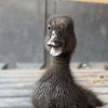 duck2.099