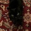 2feline