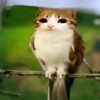 Meowl