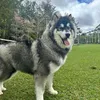 boltohusky