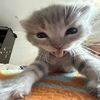 lynnakedcat