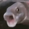 joshbrnjuj1