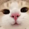 ppiinkyyy0
