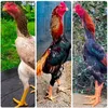 جیهانی پەلەوەری نموونەی
