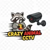 crazyanimalcctv