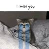 qaysara.yayacoy2
