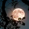 moonlightot4