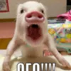 kdkkeqw