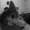 smceyy_