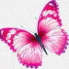 celinamma.malayil